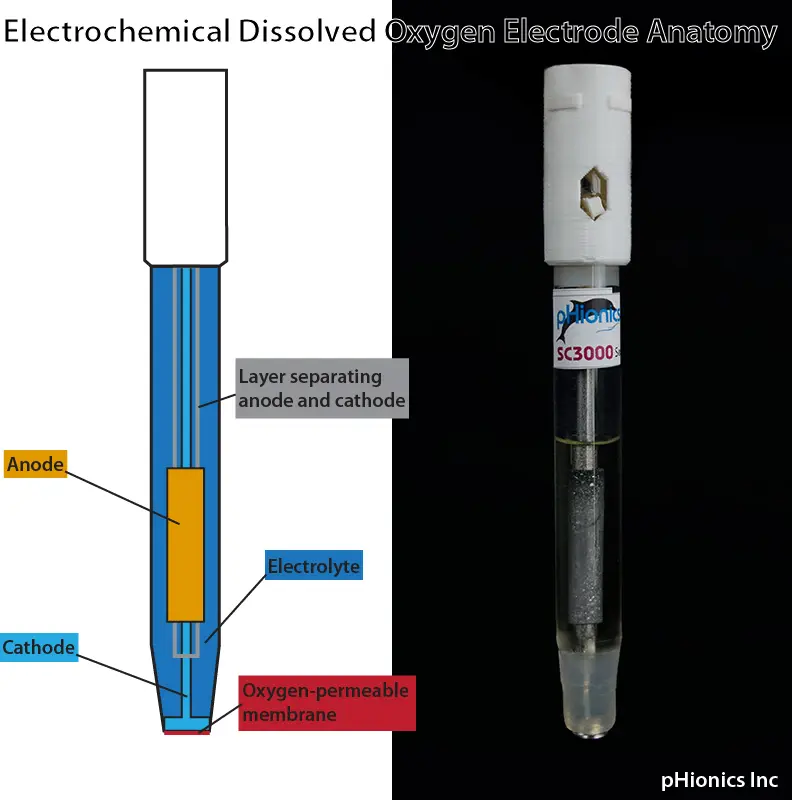 electrochemical dissolved oyxgen electrode anatomy