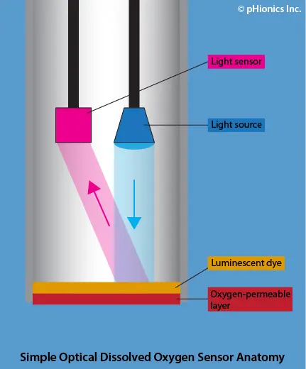 Optical Dissolved Oxygen Sensor Anatomy