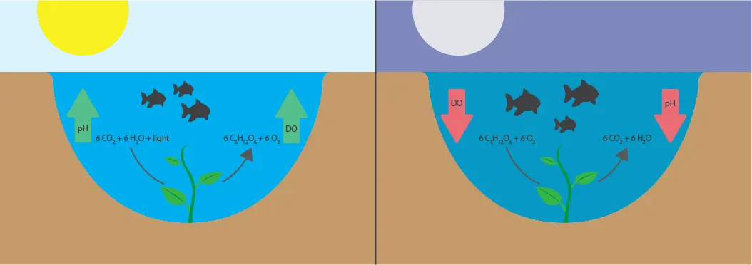 Photosynthesis in aquaculture